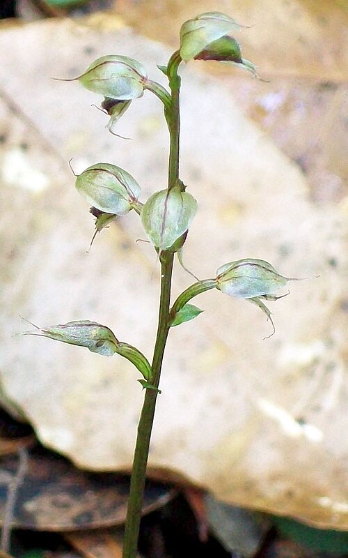 Pixie caps: flowering orchid at Chatswood west, possibly Acianthus fornicatus. Dead leaves in the background are Schizomeria ovata
