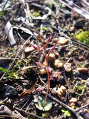 Small mosquito orchid (Acianthus pusillus)