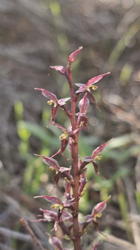 Small mosquito orchid (Acianthus pusillus)