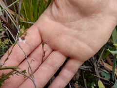 Small mosquito orchid (Acianthus pusillus)