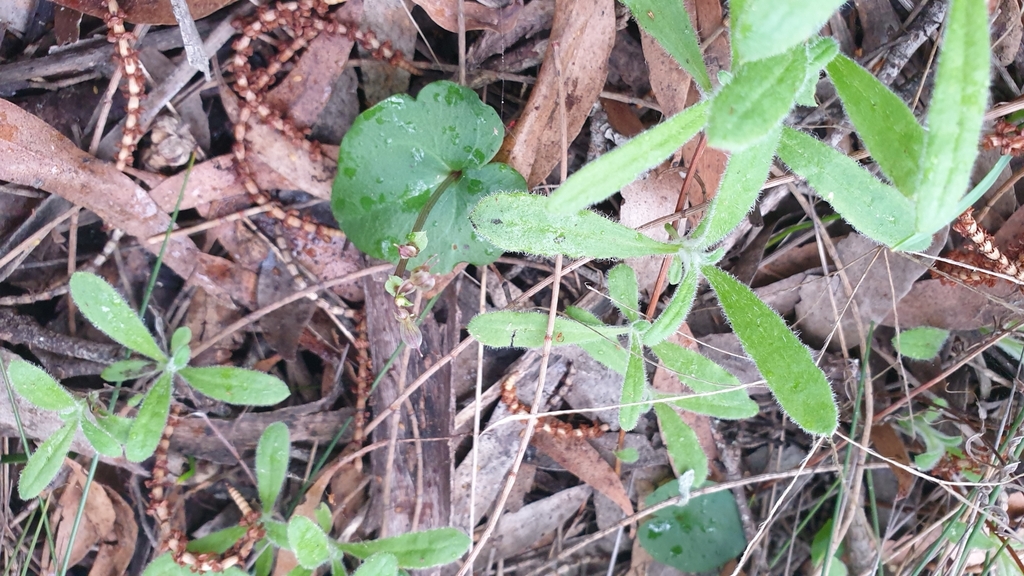 Small mosquito orchid (Acianthus pusillus)