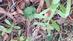Small mosquito orchid (Acianthus pusillus)