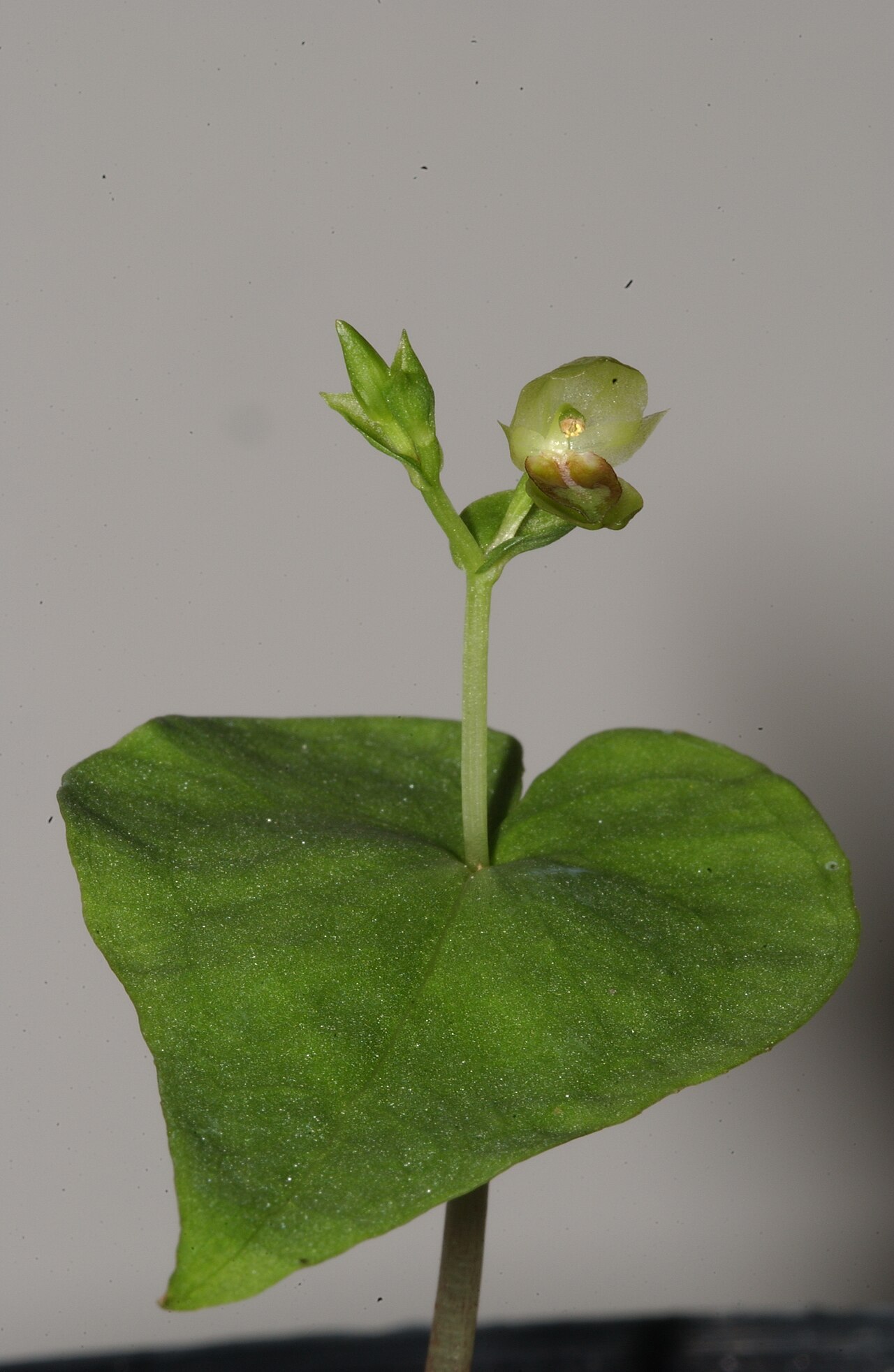 Acianthus saxatilis: Acianthus saxatilis whole plant