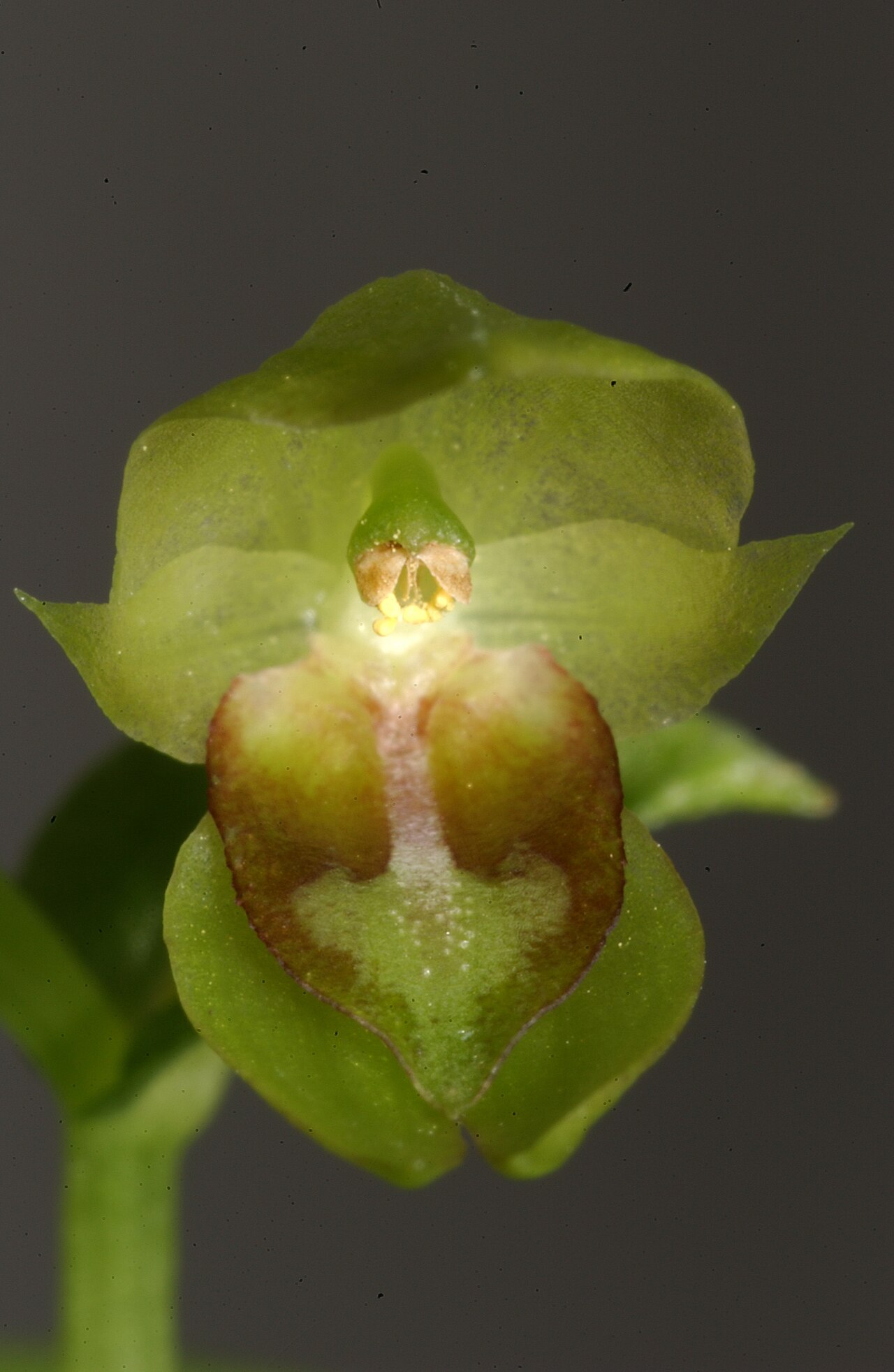 Acianthus saxatilis: Labellum detail, Acianthus saxatilis