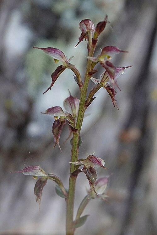 Acianthus scopulus: Acianthus scopulus