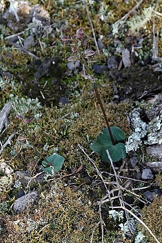 Acianthus scopulus: Acianthus scopulus habit in south-eastern New South Wales