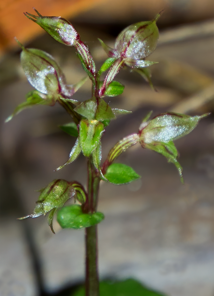 Pixie cap: Acianthus sinclairii in flower. It is commonly known as the Pixie cap or heart leaf orchid