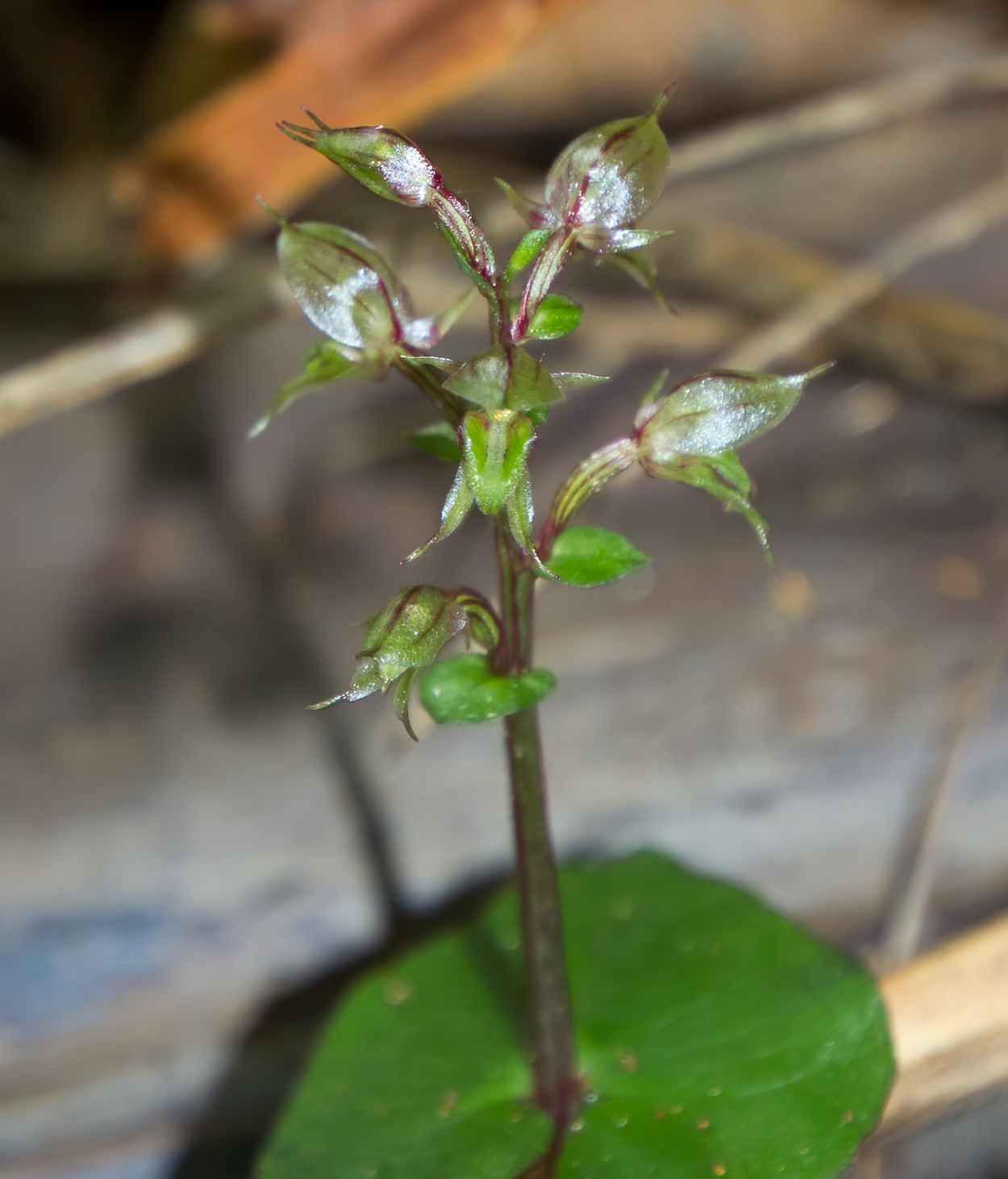 Pixie cap: Acianthus sinclairii in flower. It is commonly known as the Pixie cap or heart leaf orchid