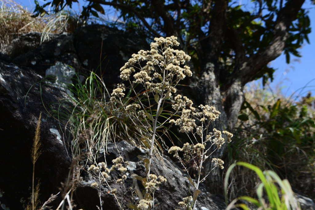 Acilepis dendigulensis (Acilepis dendigulensis)
