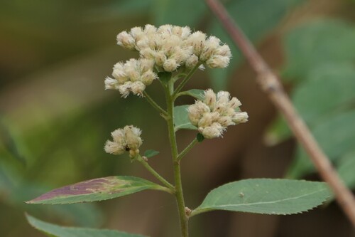 Acilepis divergens (Acilepis divergens)