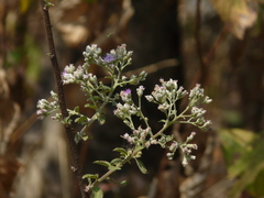 Acilepis divergens (Acilepis divergens)