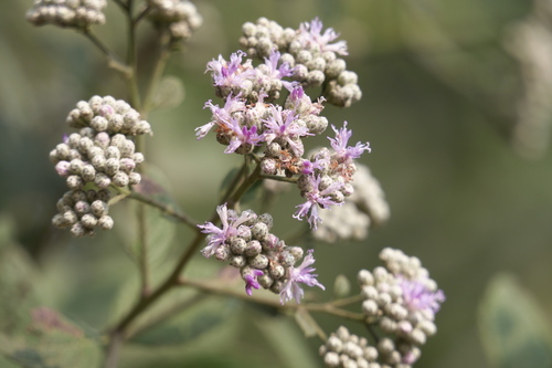 Acilepis divergens (Acilepis divergens)