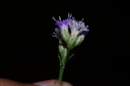 Acilepis divergens (Acilepis divergens)