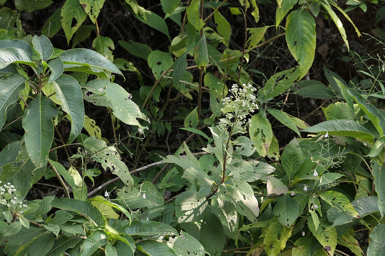 Acilepis divergens: Acilepis divergens (DC.) H.Rob. & Skvarla