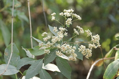 Acilepis divergens (Acilepis divergens)