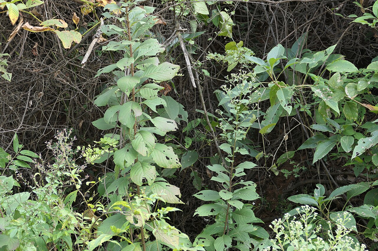 Acilepis divergens: Acilepis divergens (DC.) H.Rob. & Skvarla