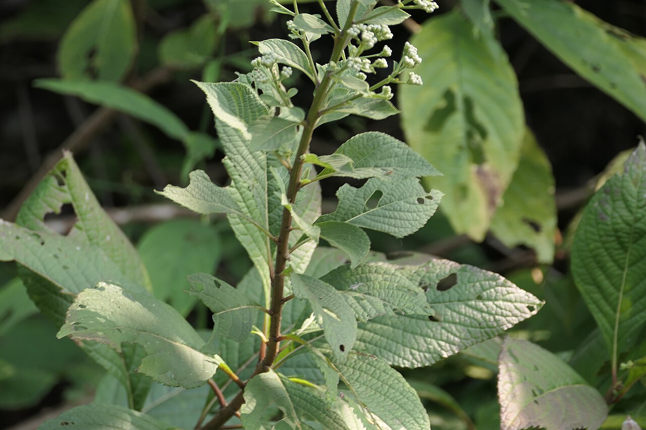 Acilepis divergens: Acilepis divergens (DC.) H.Rob. & Skvarla