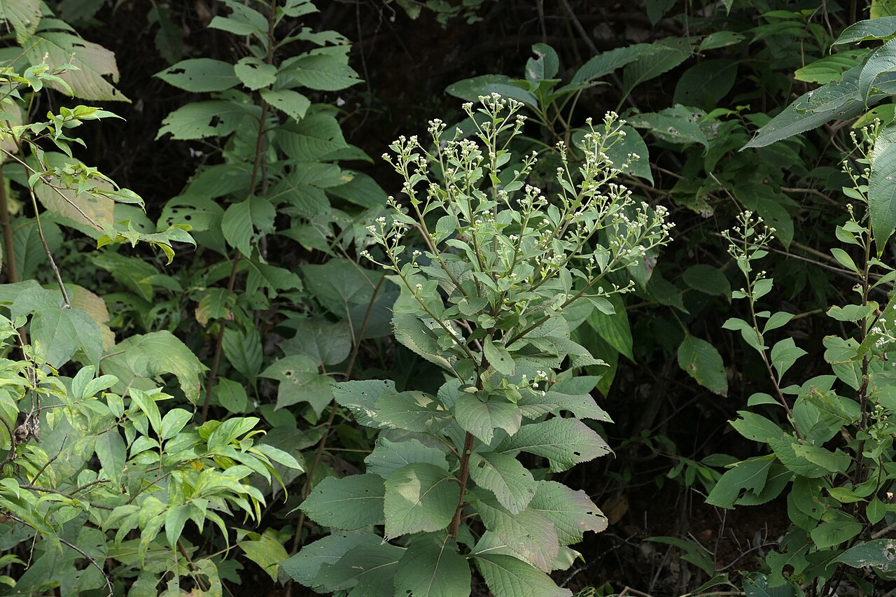 Acilepis divergens: Acilepis divergens (DC.) H.Rob. & Skvarla
