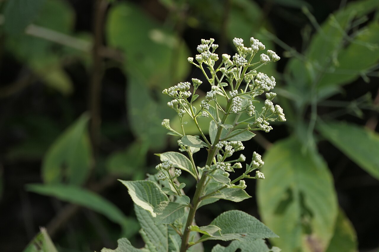 Acilepis divergens: Acilepis divergens (DC.) H.Rob. & Skvarla