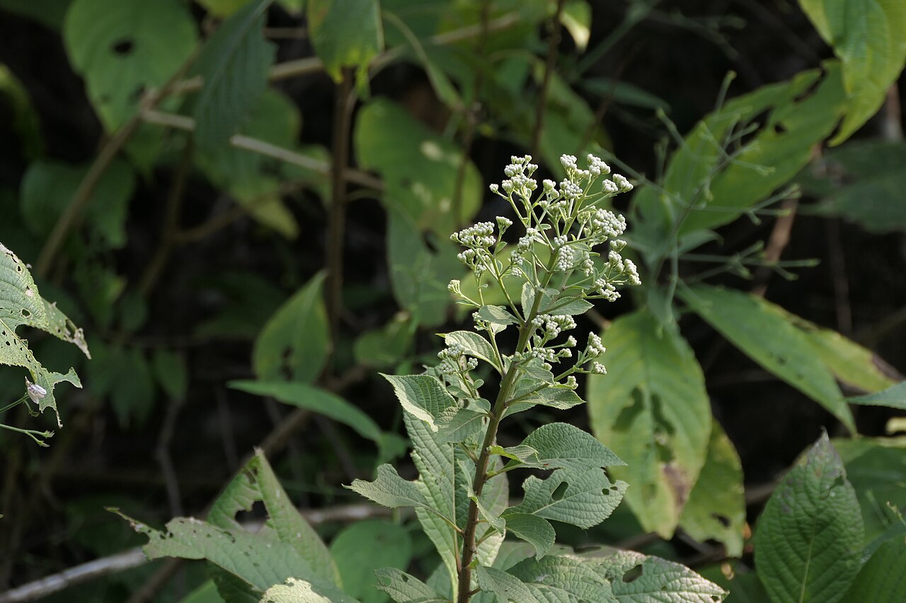 Acilepis divergens: Acilepis divergens (DC.) H.Rob. & Skvarla