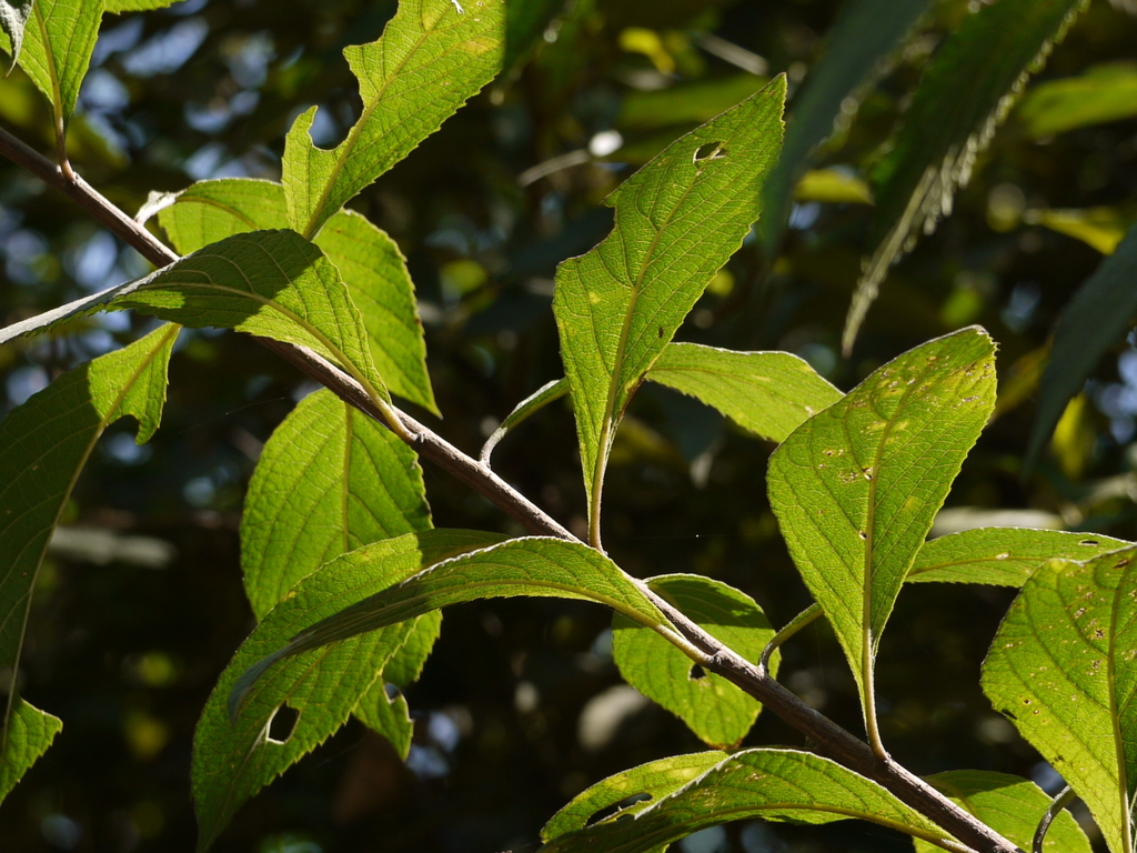 Acilepis divergens (Acilepis divergens)