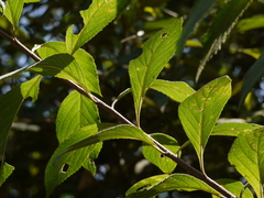 Acilepis divergens (Acilepis divergens)