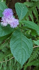 Acilepis ornata (Acilepis ornata)