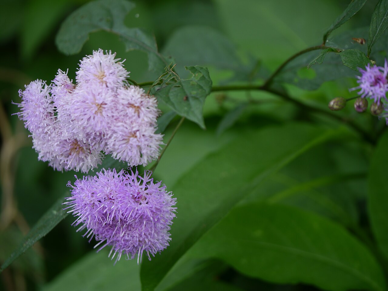Acilepis ornata: <a href=" https://www.flickr.com/search/?q=Asteraceae&w=91314344@N00&m=tags&z=m ">Asteraceae</a> (aster, daisy, or sunflower family) » <a href=" https://www.fli