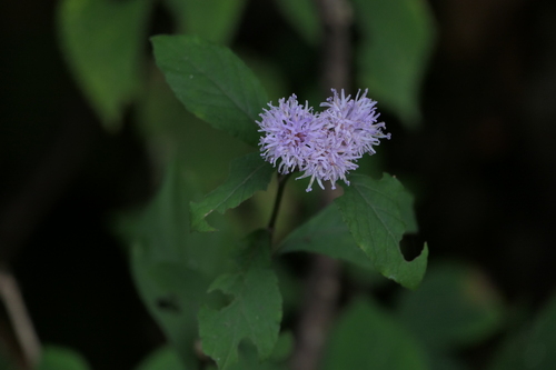 Acilepis ornata (Acilepis ornata)