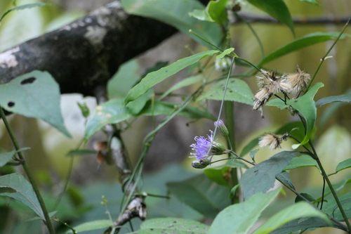 Acilepis ornata (Acilepis ornata)