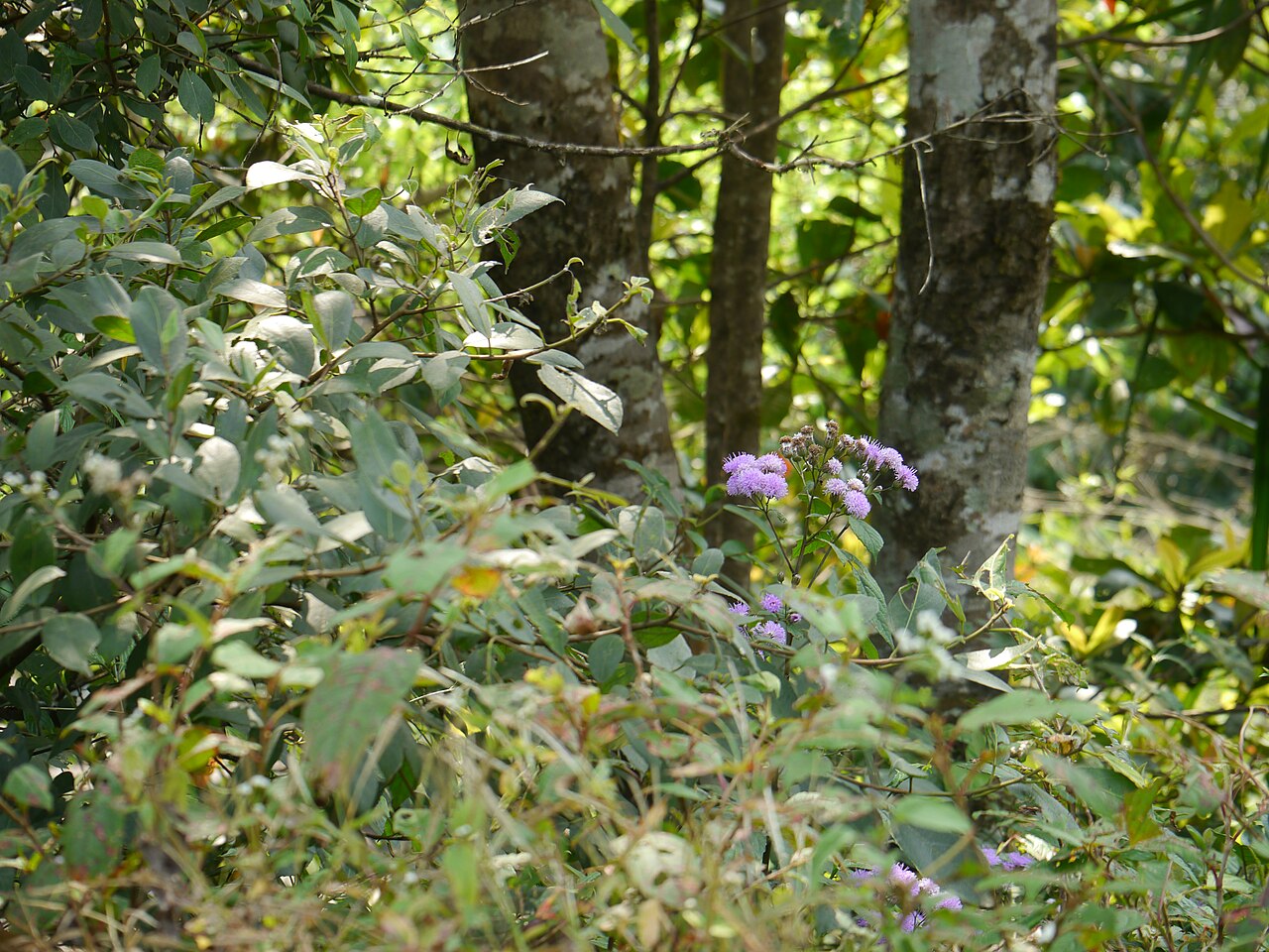 Acilepis ornata: <a href=" https://www.flickr.com/search/?q=Asteraceae&w=91314344@N00&m=tags&z=m ">Asteraceae</a> (aster, daisy, or sunflower family) » <a href=" https://www.fli