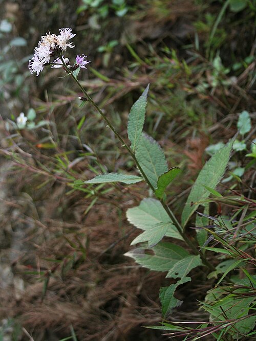 Acilepis saligna: Acilepis saligna (= Vernonia saligna ), Korbblütler (Asteraceae) - Vietnam/Việt Nam: Dorf Cán Cấu nördlich von Bắc Hà