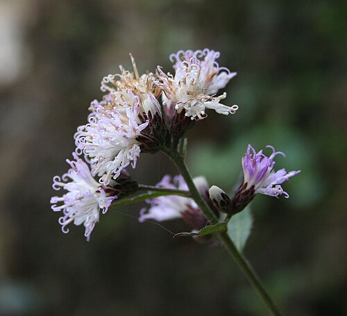 Acilepis saligna: Acilepis saligna (= Vernonia saligna ), Korbblütler (Asteraceae) - Vietnam/Việt Nam: Dorf Cán Cấu nördlich von Bắc Hà