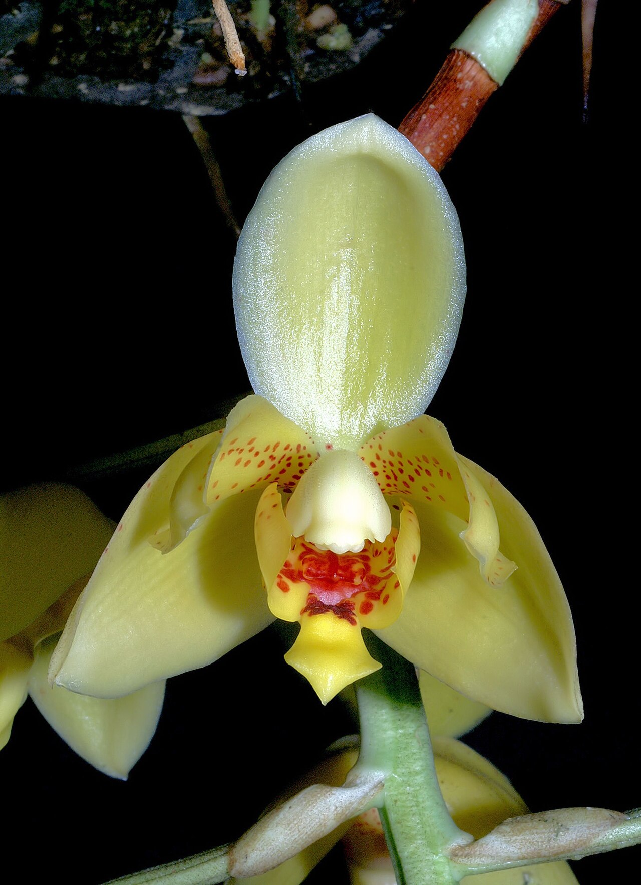 Acineta alticola: Acineta alticola