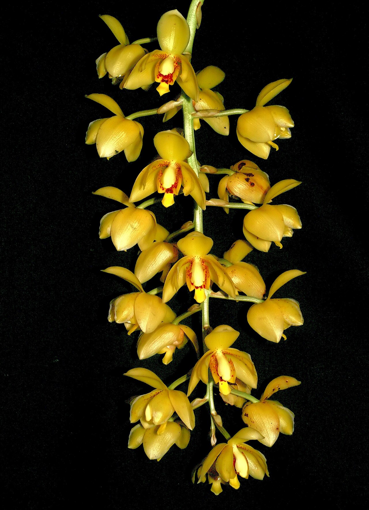 Acineta alticola: Acineta alticola