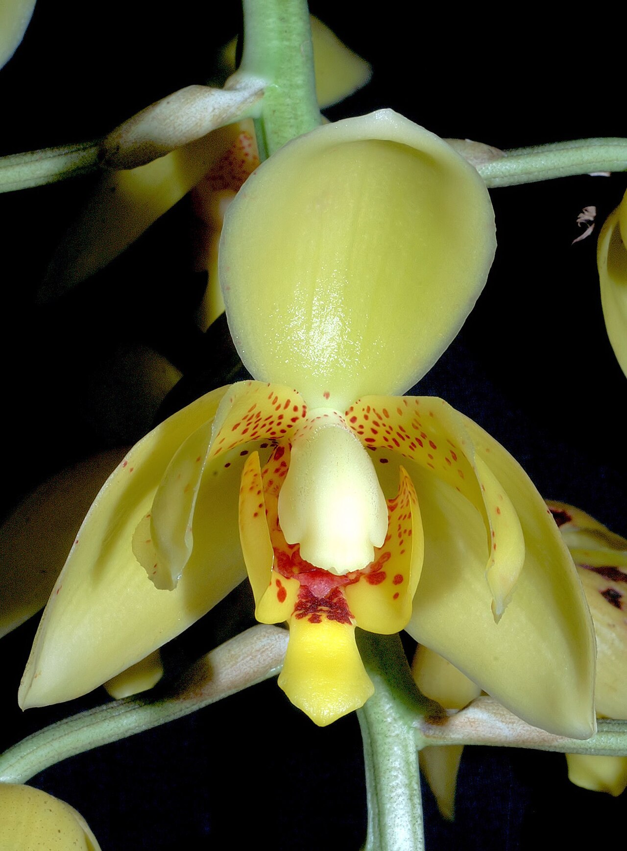 Acineta alticola: Acineta alticola