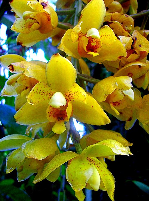 Acineta barkeri: Orchid "acineta barkeri" Botanical Garden Heidelberg, University Heidelberg