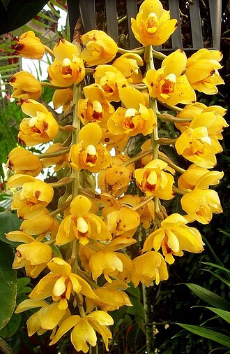 Acineta barkeri: Orchid "acineta barkeri" Botanical Garden Heidelberg, University Heidelberg