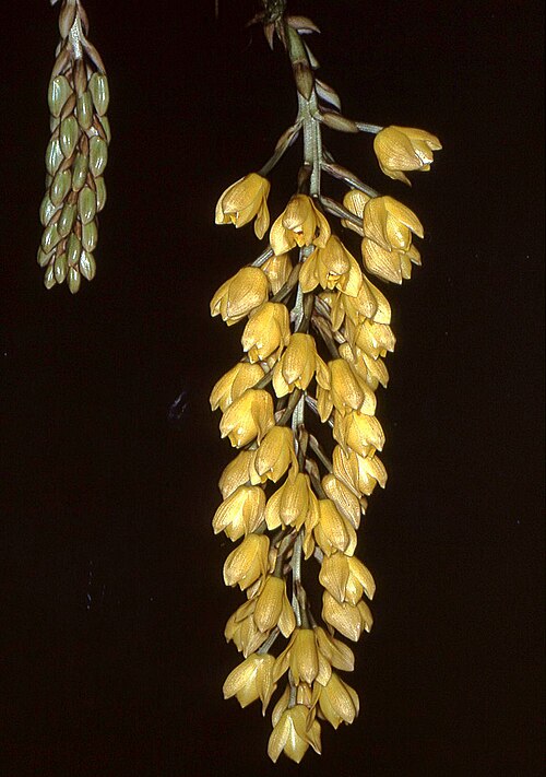 Acineta barkeri: Acineta barkeri