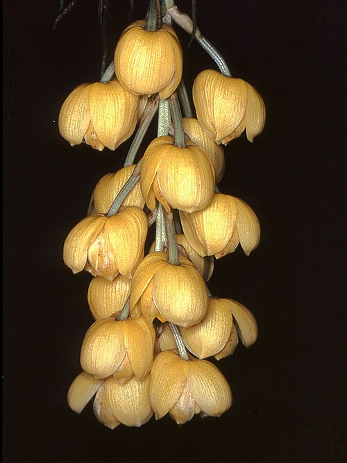 Acineta chrysantha: Acineta chrysantha