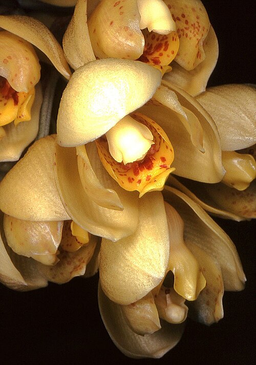 Acineta chrysantha: Acineta chrysantha
