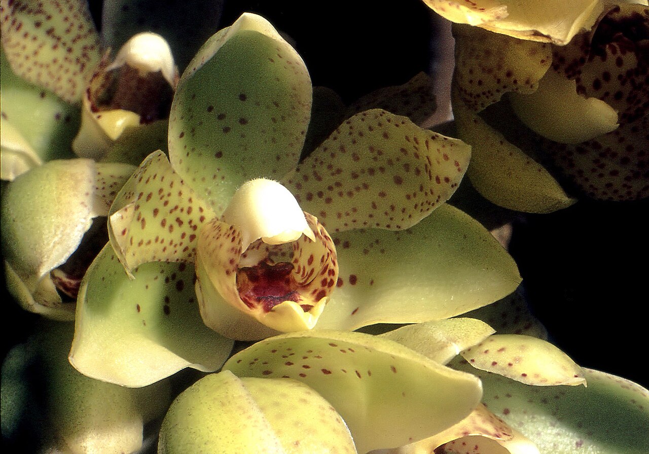 Acineta densa: Acineta densa