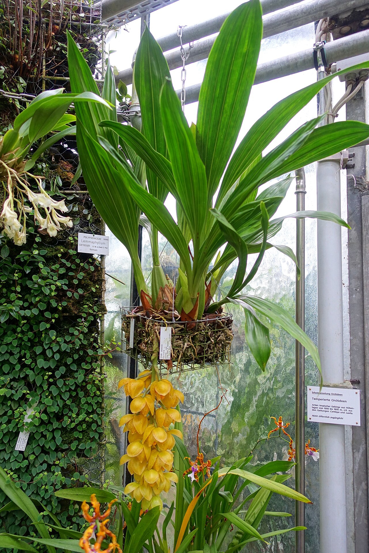 Acineta densa: Botanical specimen in the Botanischer Garten - Heidelberg, Germany.