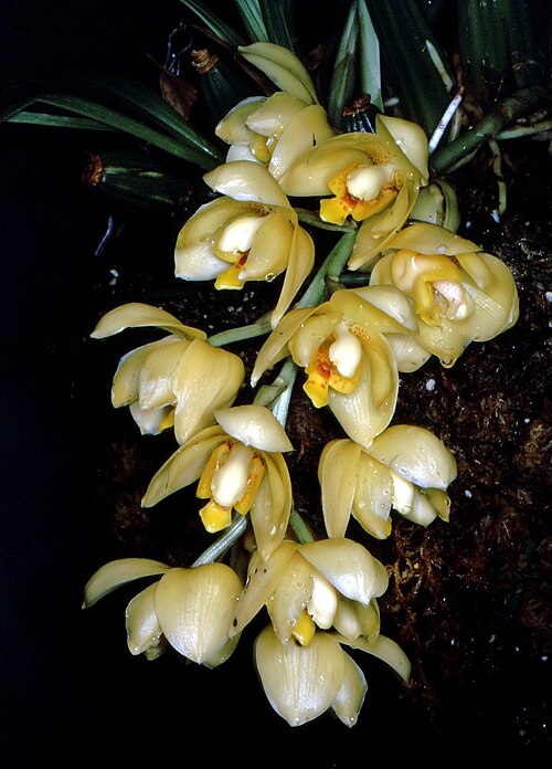 Acineta densa: Acineta densa