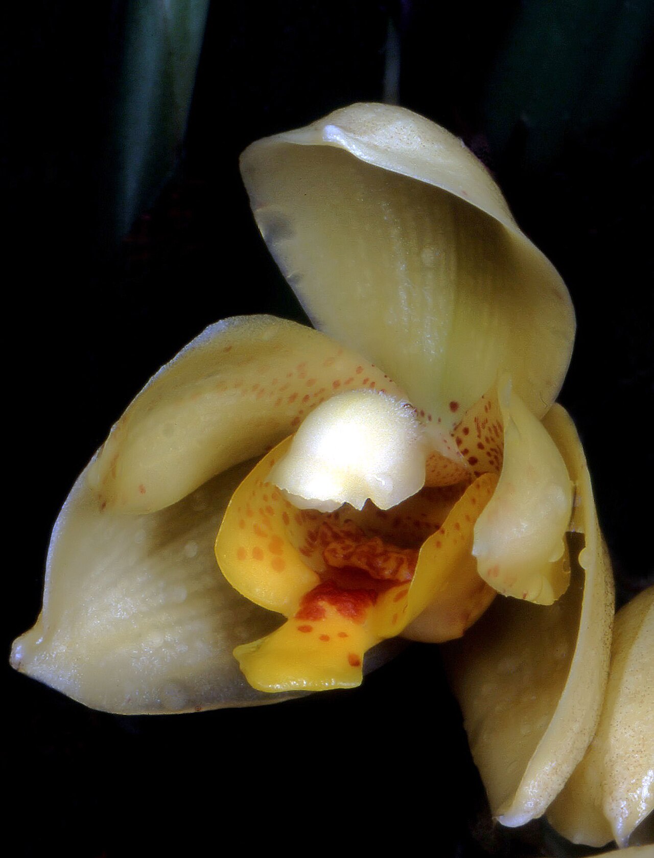 Acineta densa: Acineta densa