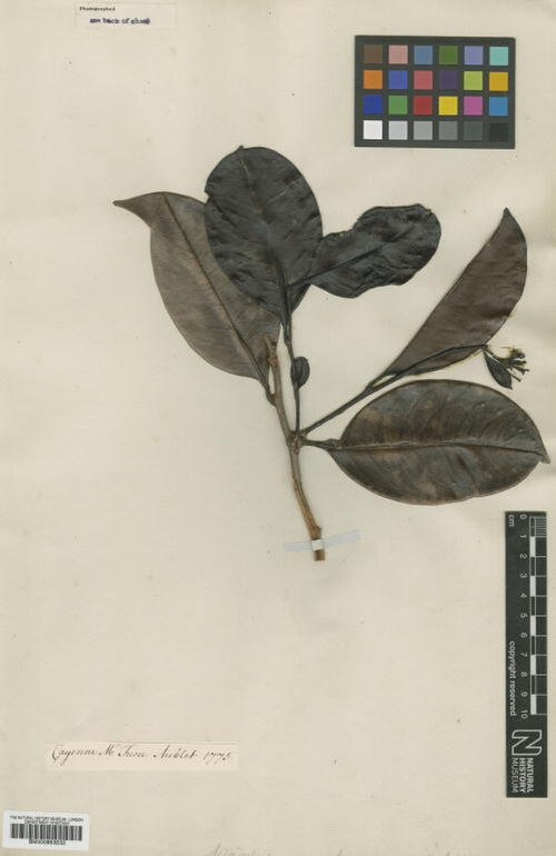 Acioa guianensis: Acioa guianensis Aubl. - herbier collecté par Aublet en Guyane, conservé au British Museum BM000953533