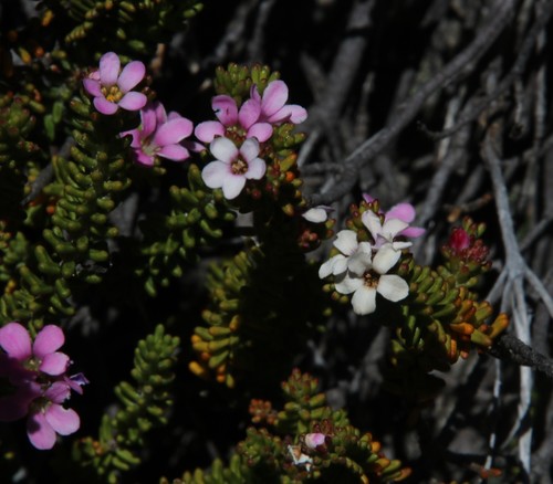 Acmadenia teretifolia (Acmadenia teretifolia)
