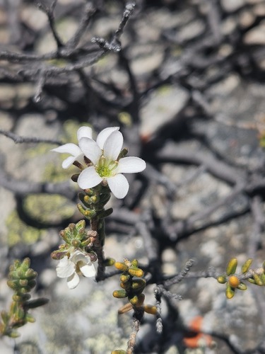 Acmadenia teretifolia (Acmadenia teretifolia)