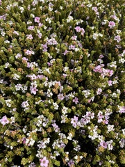 Acmadenia teretifolia (Acmadenia teretifolia)
