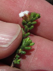 Acmadenia teretifolia (Acmadenia teretifolia)